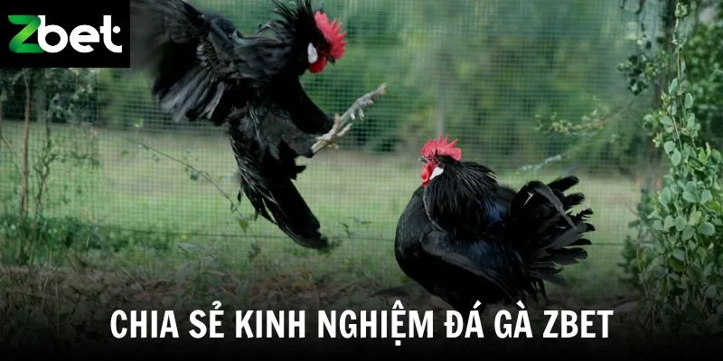 Chia sẻ kinh nghiệm đá gà Zbet