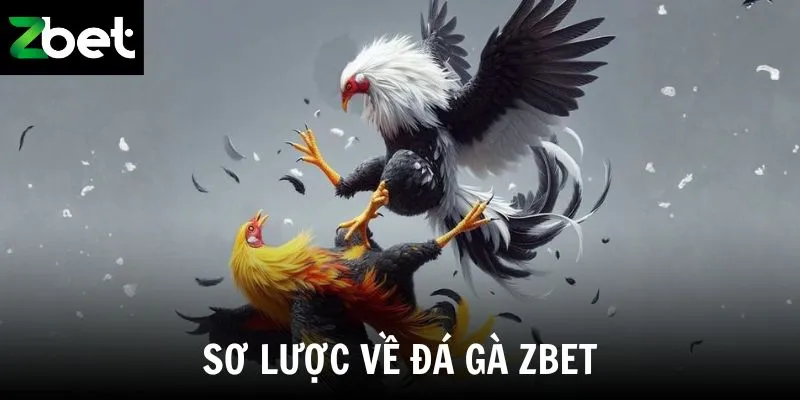 Sơ lược về đá gà Zbet